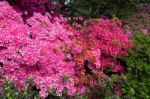 Azaleas In Full Bloom Stock Photo