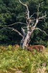 The Deer Of Richmond Park Stock Photo