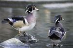 Wood Duck Stock Photo