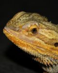 Bearded Dragon Stock Photo