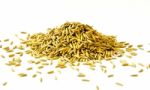 Pile Of Paddy Rice And Rice Seed On The White Background For Isolated Stock Photo