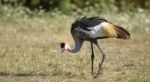 East African Crowned Crane Stock Photo