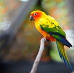 Sun Conure Stock Photo