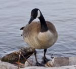 Beautiful Isolated Photo Of A Cute Canada Goose On The Shore Stock Photo