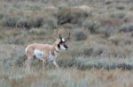 Pronghorn (antilocapra Americana) Stock Photo