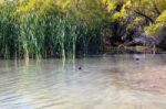 Black Stilt (himantopus Novaezelandiae) Stock Photo