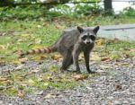 Raccoon Stock Photo