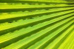 Abstract Green Leaf Stock Photo