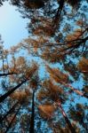 Outstretched Forests Stock Photo