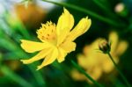 Beautiful Yellow Cosmos Flower Stock Photo