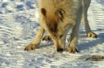 A White Wolf In The Snow Stock Photo