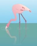 Flamingo Stock Photo