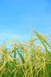 Paddy Rice Stock Photo