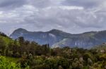 Trees With A Mountain In The Background Stock Photo