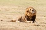 Lion  In Serengeti Stock Photo