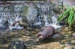 Asian Small-clawed Otter (aonyx Cinerea Syn. Amblonyx Cinereus) Stock Photo