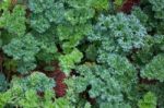 Organic Fresh Parsley In The Garden Stock Photo