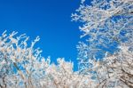 Snow On Tree,landscape In Winter Stock Photo