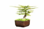 Bonsai On Isolated Background Stock Photo