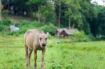 Young Buffalo In Fields Are Looking At Photographer Stock Photo