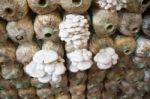 Organic Mushroom Farm Stock Photo