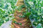 Chinese Kale Vegetable In Garden For Background Stock Photo