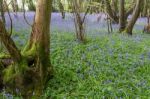 Sussex Bluebells Stock Photo