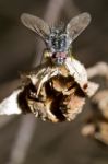 Bombylius Bee-fly Stock Photo