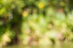 Blurred Nature Background Stock Photo