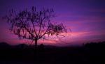 Silhouette Tree At Sunset Background Stock Photo