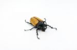 Yellow-fivehorned Beetle Isolated On White Stock Photo