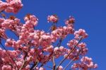 Tree With Pink Flowers Stock Photo