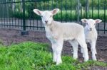 Two Little White Lambs Standing In Green Grass Stock Photo