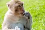 Monkey,long-tailed Macaque Stock Photo