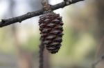 Macro Photo Of A Brown Pine Cone Stock Photo