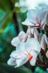 Blur Of White  Frangipani Stock Photo