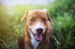 A Cute Brown Dog Lying On The Green Grass Stock Photo