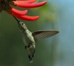 Humming Bird Stock Photo