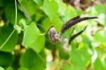 Exotic Flower Shaped Like A Chicken Stock Photo