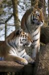 Siberian Tiger (panthera Tigris Altaica) Stock Photo