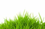 Green Grass Stock Photo