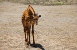 Giraffe Baby Eating In Barren Area Stock Photo