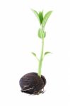 Young Othalanga Sprout Seed And Leaf On White Background Stock Photo