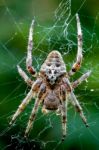 Araneus Angulatus Stock Photo