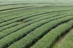 Curve Row Tea Tree Large Field Stock Photo