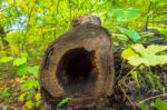 Closeup Of Inside A Hollow Fallen Tree Stock Photo