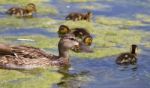 Beautiful Mallard And Her Chicks Stock Photo