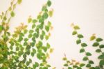 Nature Green Ivy Plant On The Wall Stock Photo