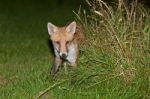 Wild Red Fox Stock Photo