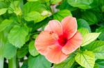 Hibiscus Stock Photo